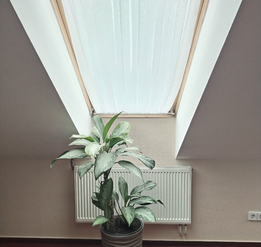 Hostynytsa Monomakh主图