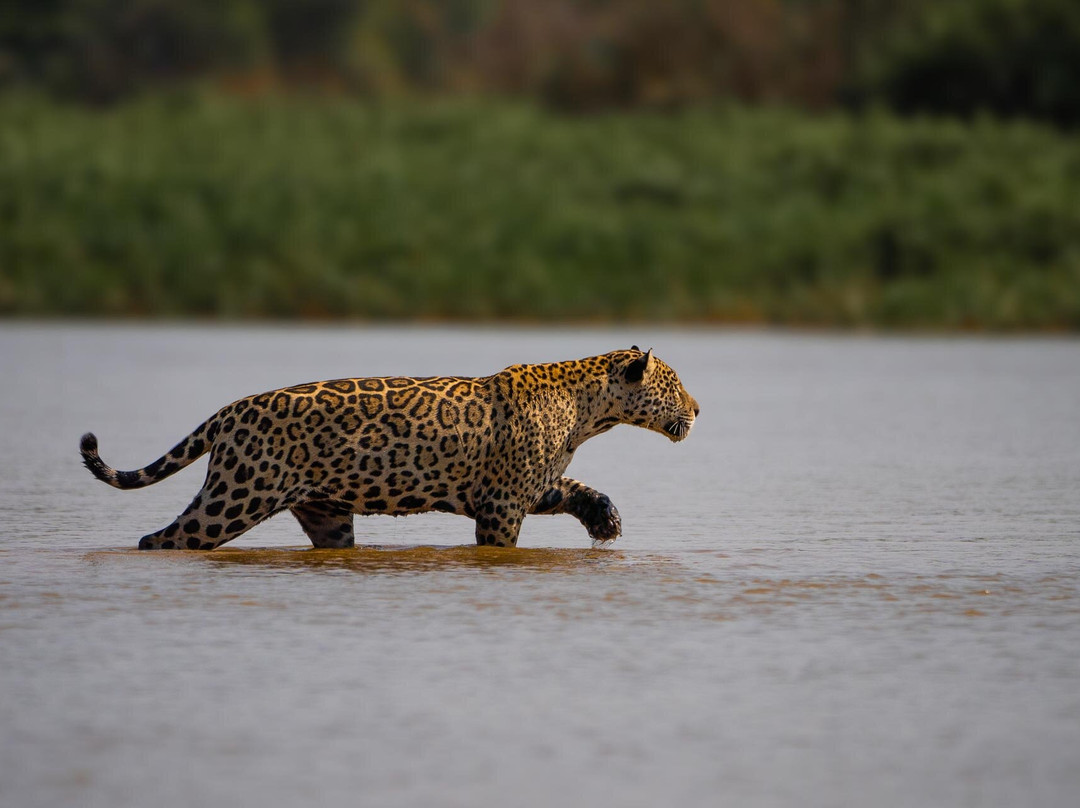 Gustavo Fonseca Tour
