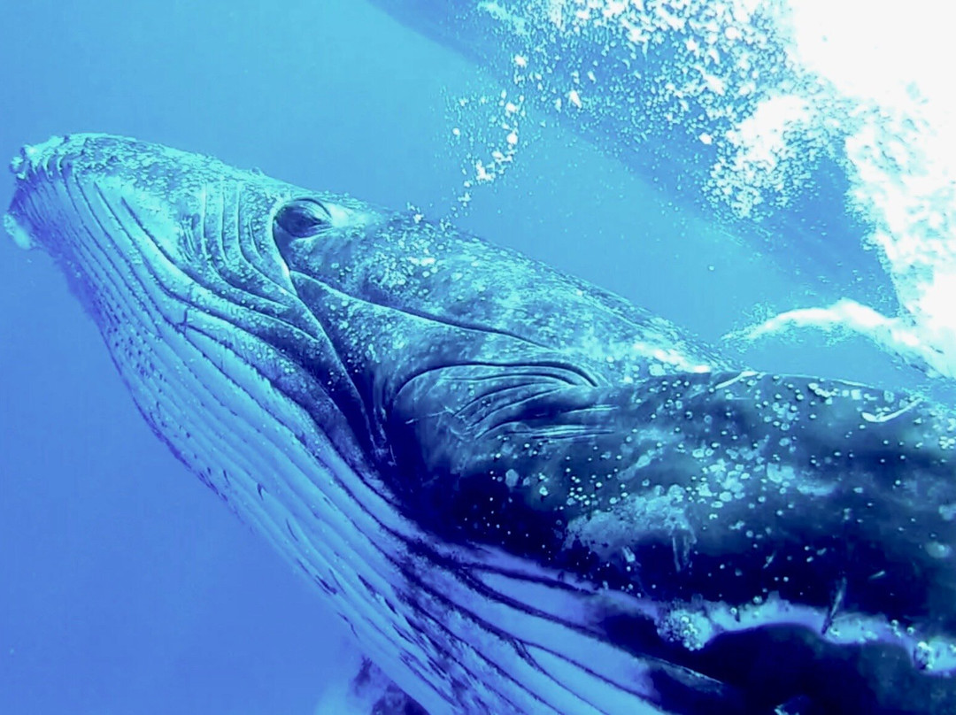 Kiko's Swim with Whales Tours-'Eua Island必去景点