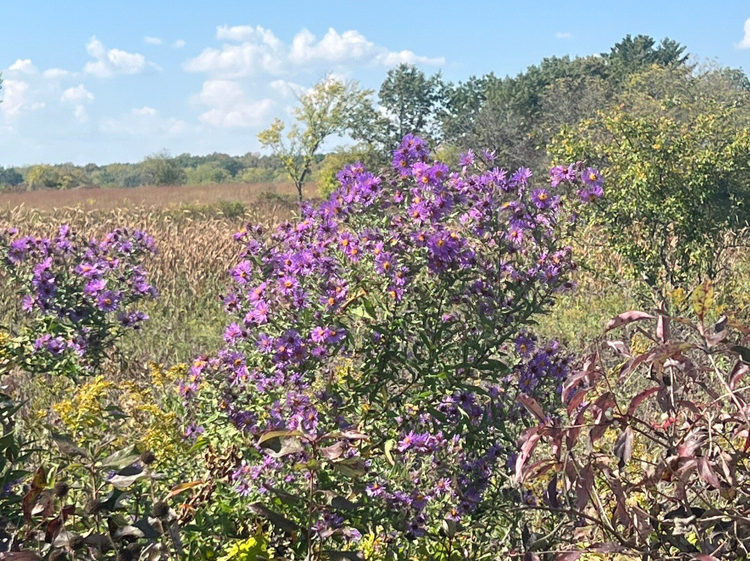 McDonald Woods Forest Preserve