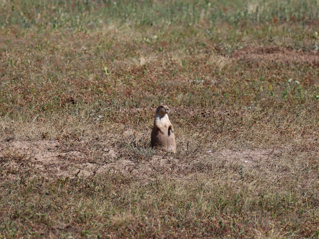 Wildlife Loop Road-卡斯特必去景点