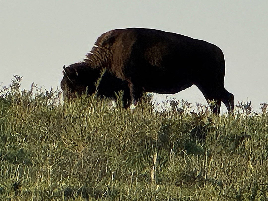 Buffalo Ridge Golf Course-Hollister必去景点