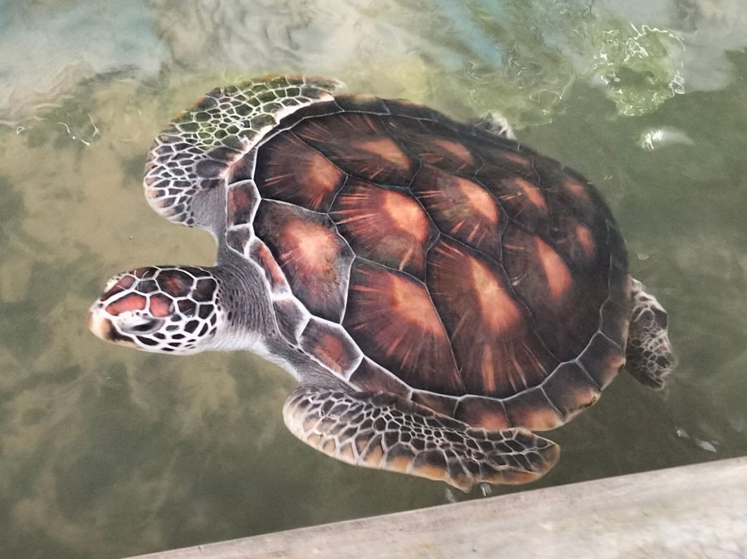 Sea Turtle Conservation Project (Koggala)-克拉必去景点