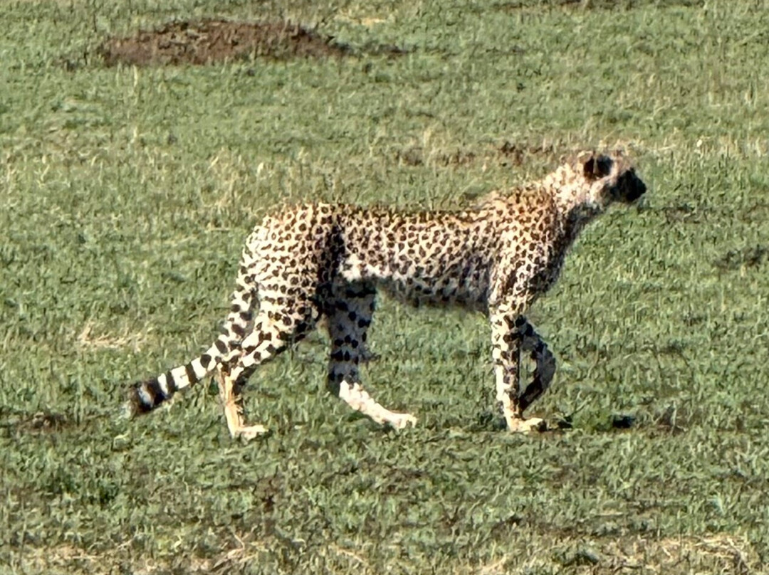 Travel Africa Safari Agency-Usa River必去景点