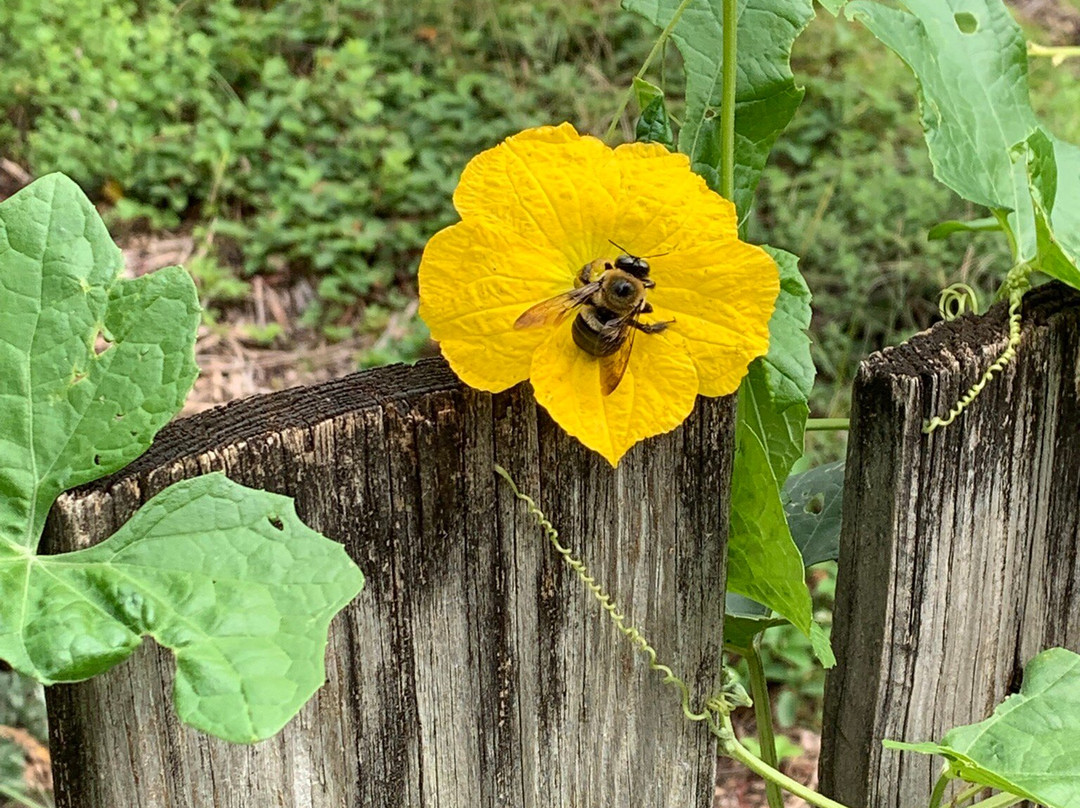 Mission San Luis de Apalachee-塔拉哈西必去景点