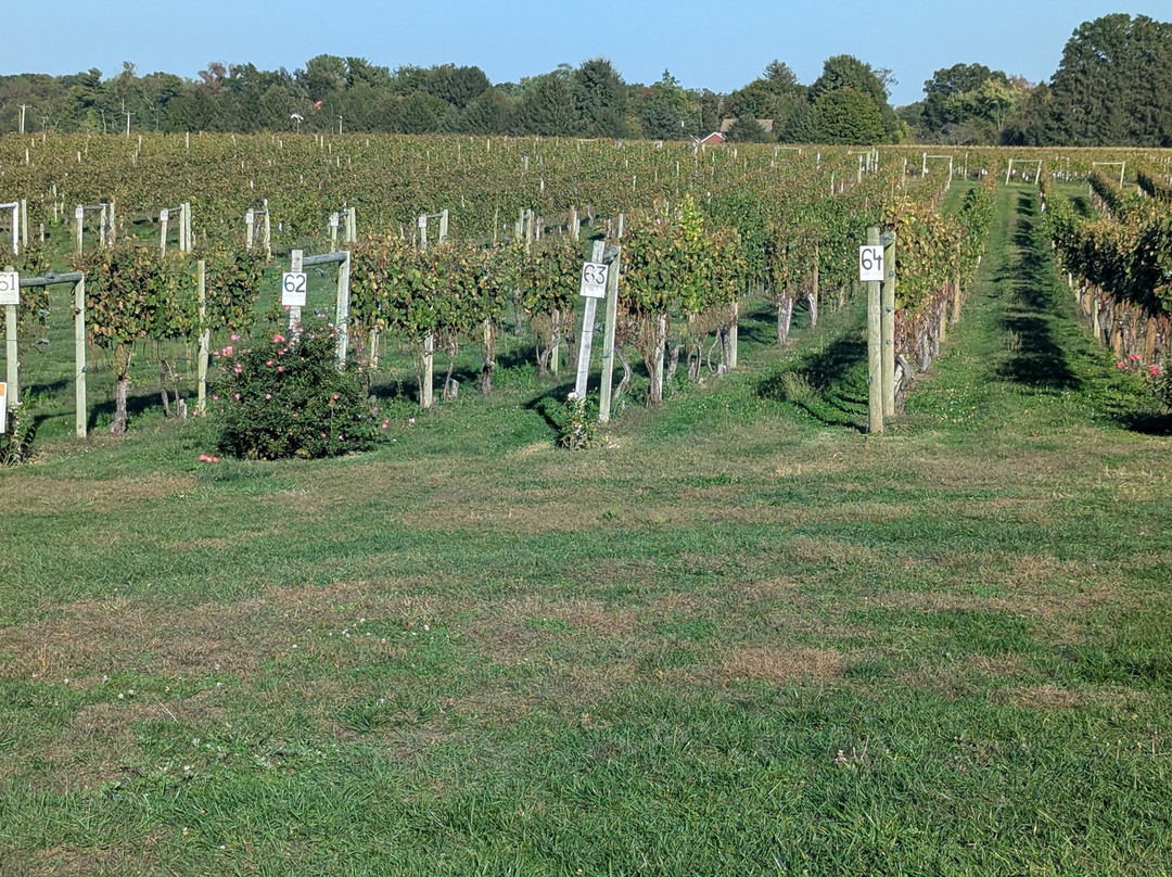 Working Dog Winery-东温莎必去景点