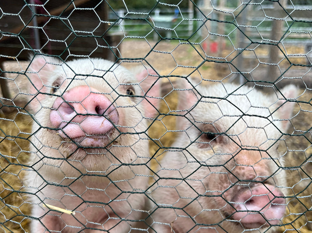 Woodlands Alpaca Farm-沃灵顿必去景点
