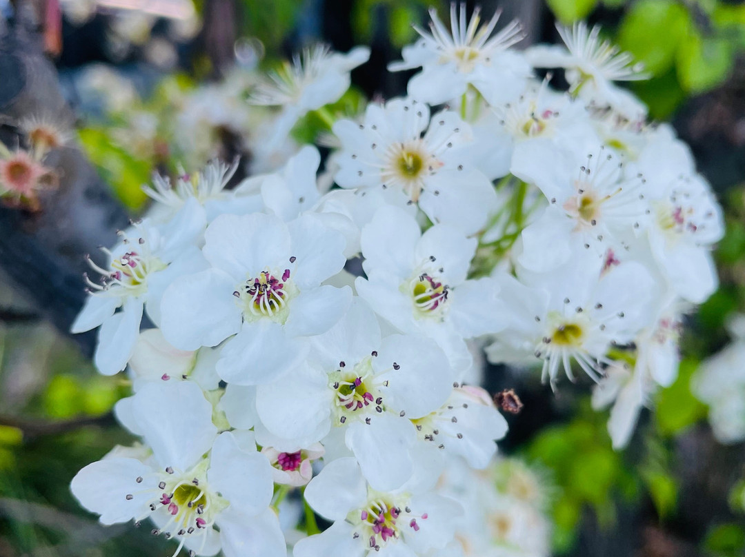 Neill Street Reserve