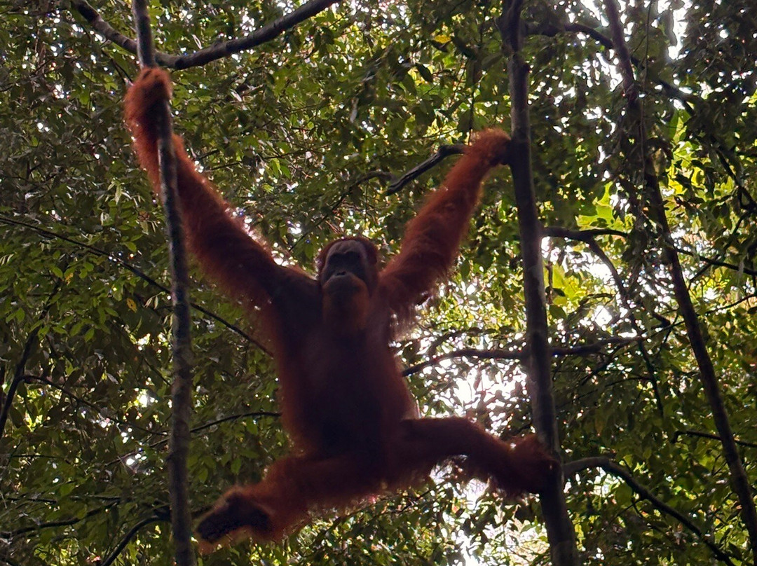 Bukit Lawang Trekking-武吉拉旺必去景点