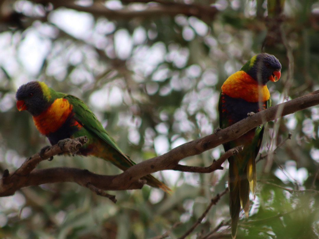 雷蒙德岛-Paynesville必去景点