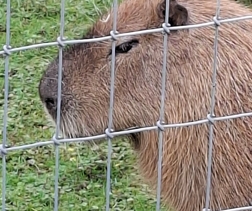 Wolds Wildlife Park-Horncastle必去景点