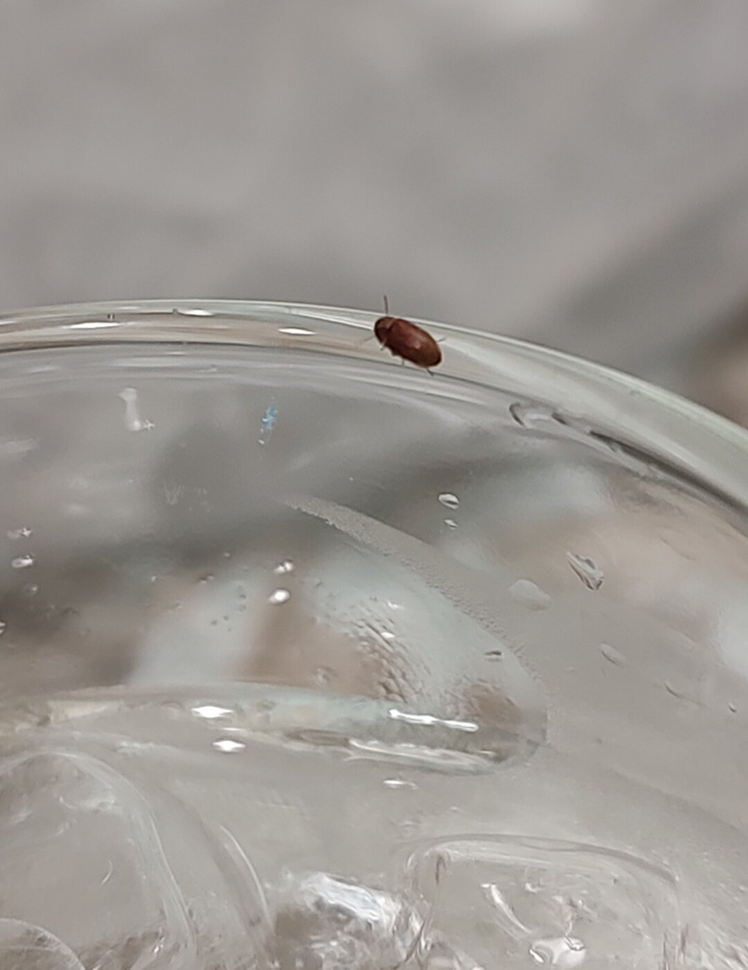 太平洋东海滩克雷斯汽车旅馆-官方