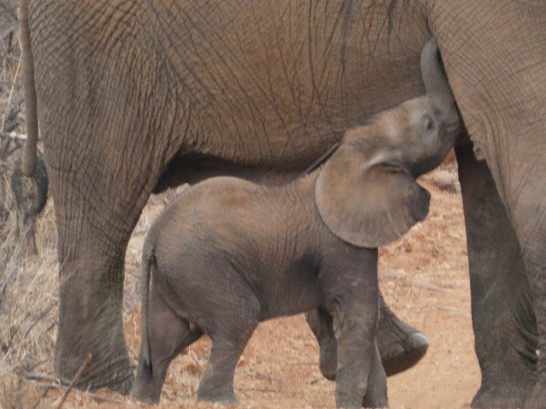 The Other Animals Safaris-克鲁格国家公园必去景点