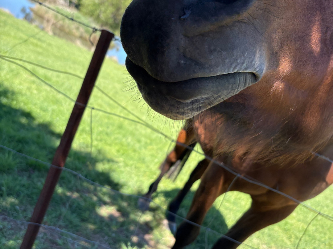 Small Acres Cyder Cellar Door-Borenore必去景点