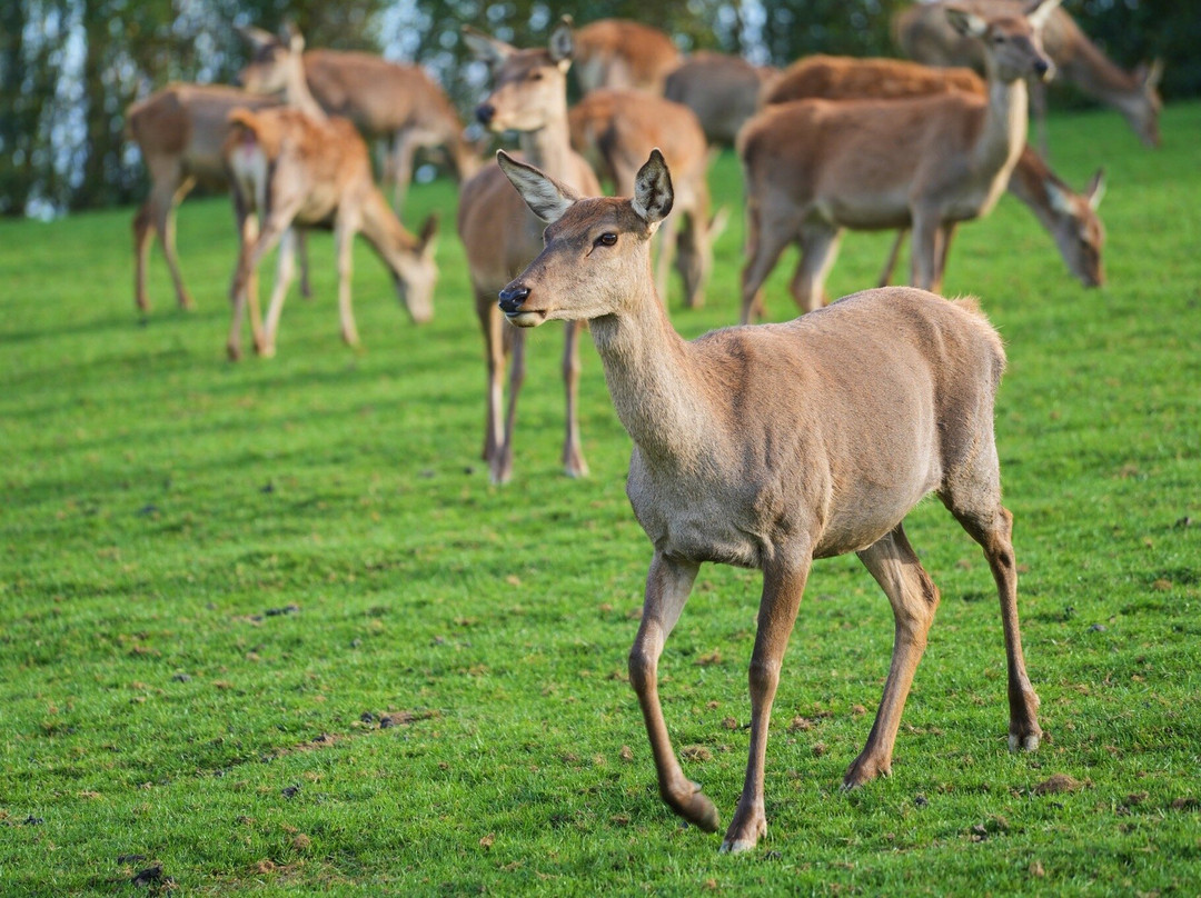 Parc Animalier De Rochehaut-Rochehaut必去景点