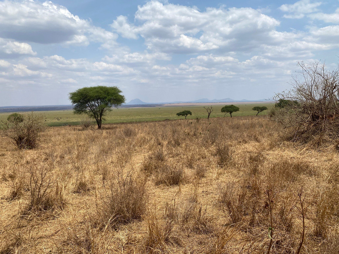 African Scenic Safaris-莫西必去景点