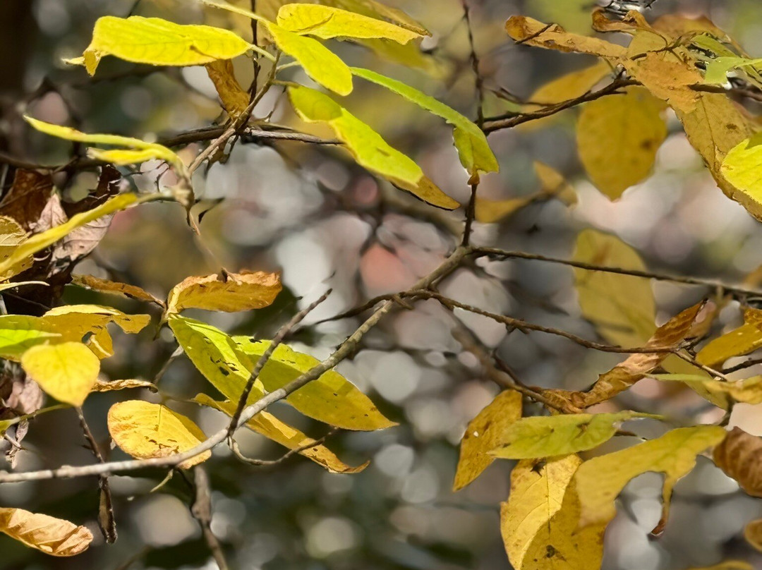 Fairfield Inn & Suites Hendersonville Flat Rock主图