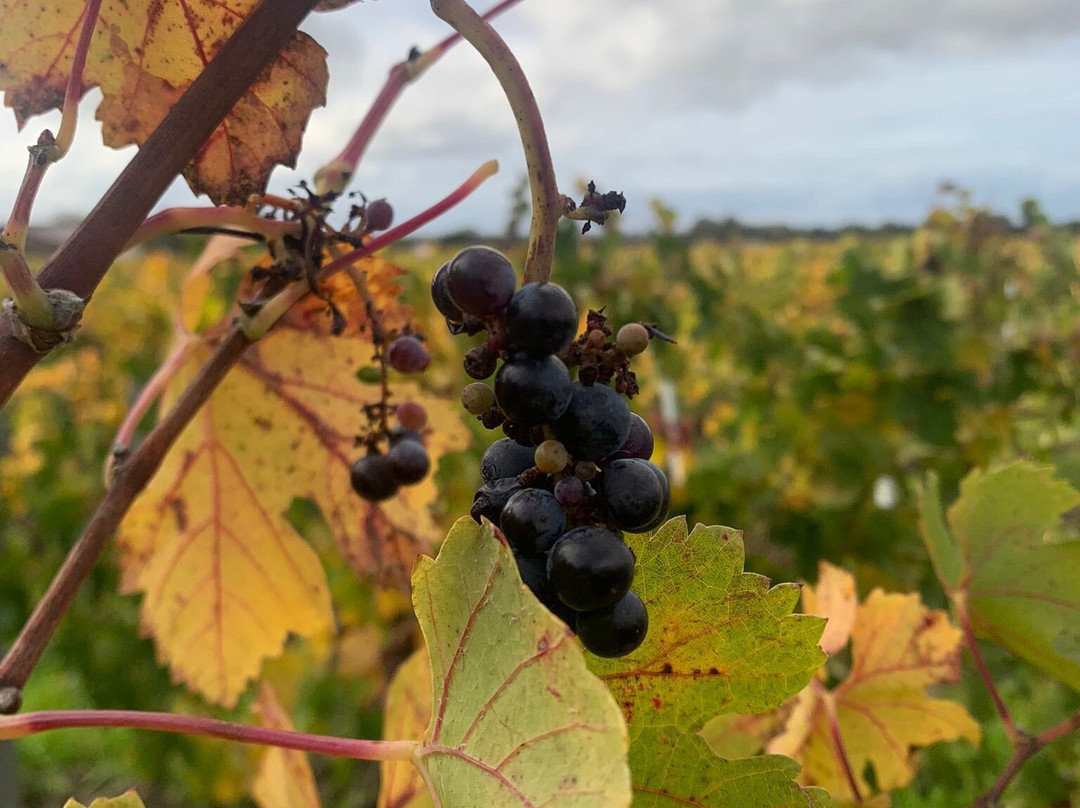 康田城堡-圣埃美隆必去景点