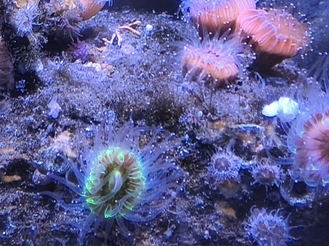 L'Aquashow-Audierne必去景点