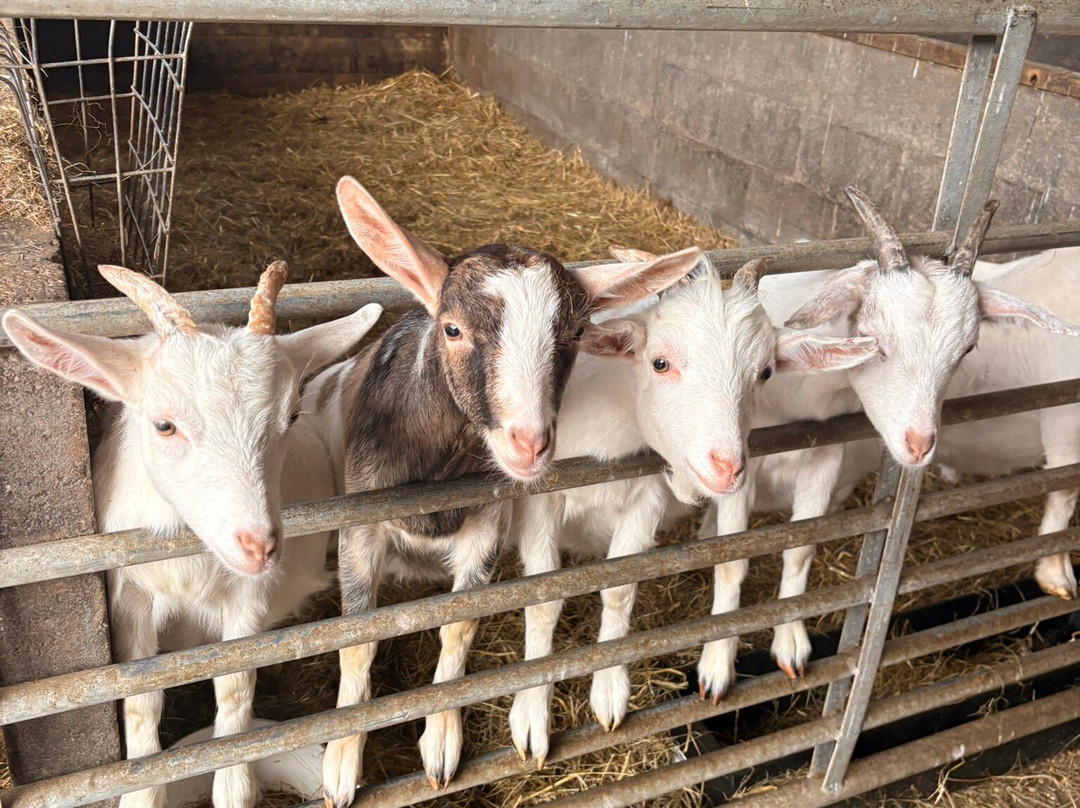 Mabie Farm Park-邓弗里斯必去景点