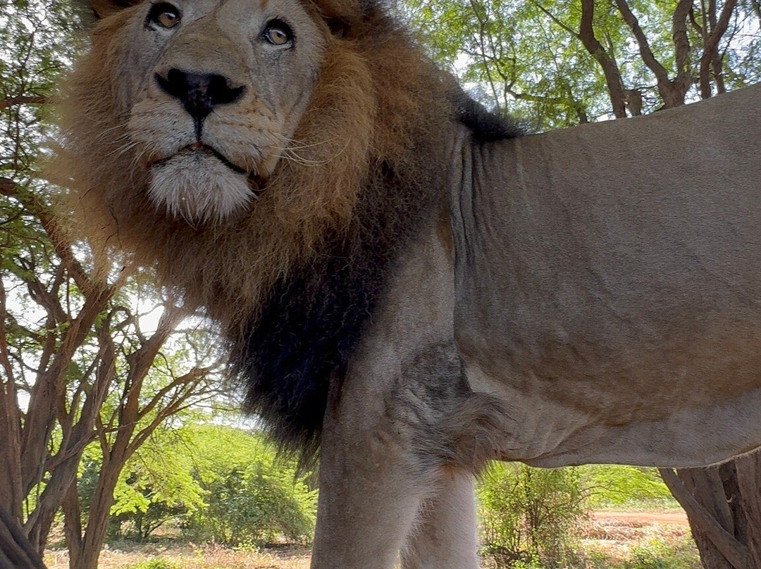 Riu Baobab Trip Travel-Nianing必去景点