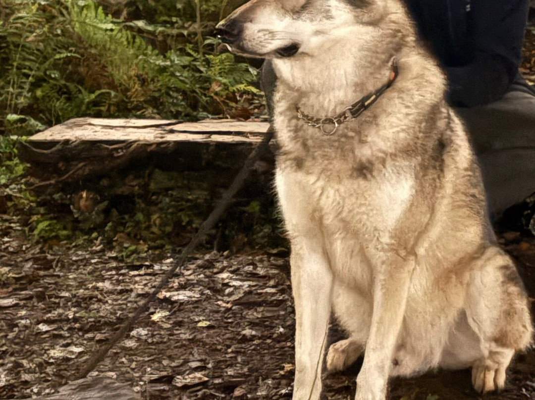 Watermill Wolves Wolf-dog Actors-Bexhill-on-Sea必去景点