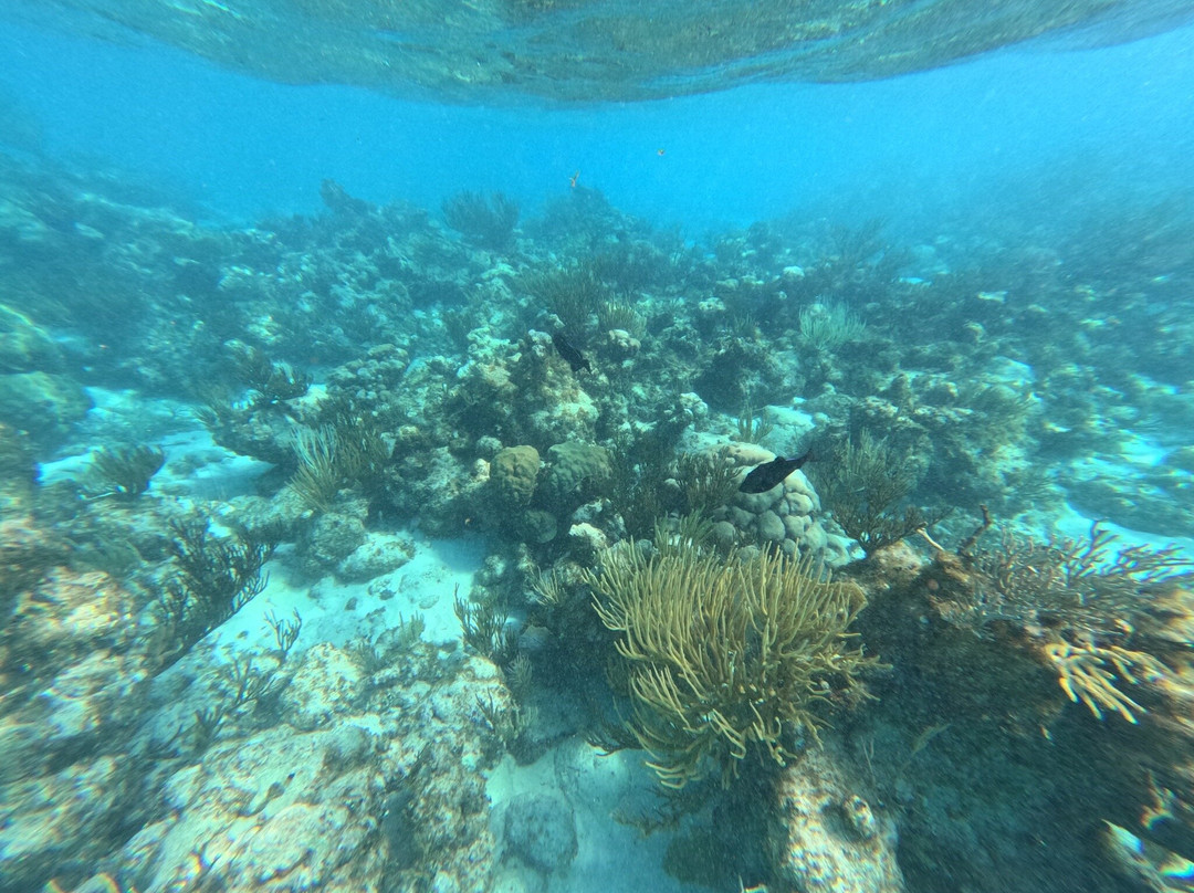 Silver Thatch Watersports-大开曼岛必去景点