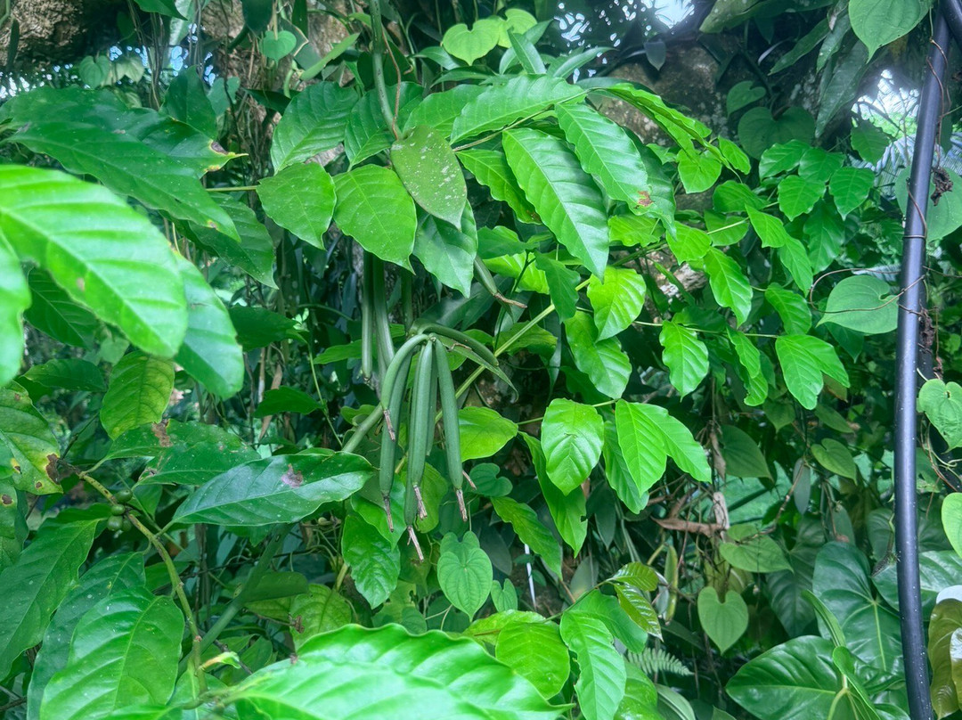 Kaz À Vanille-La Trinite必去景点