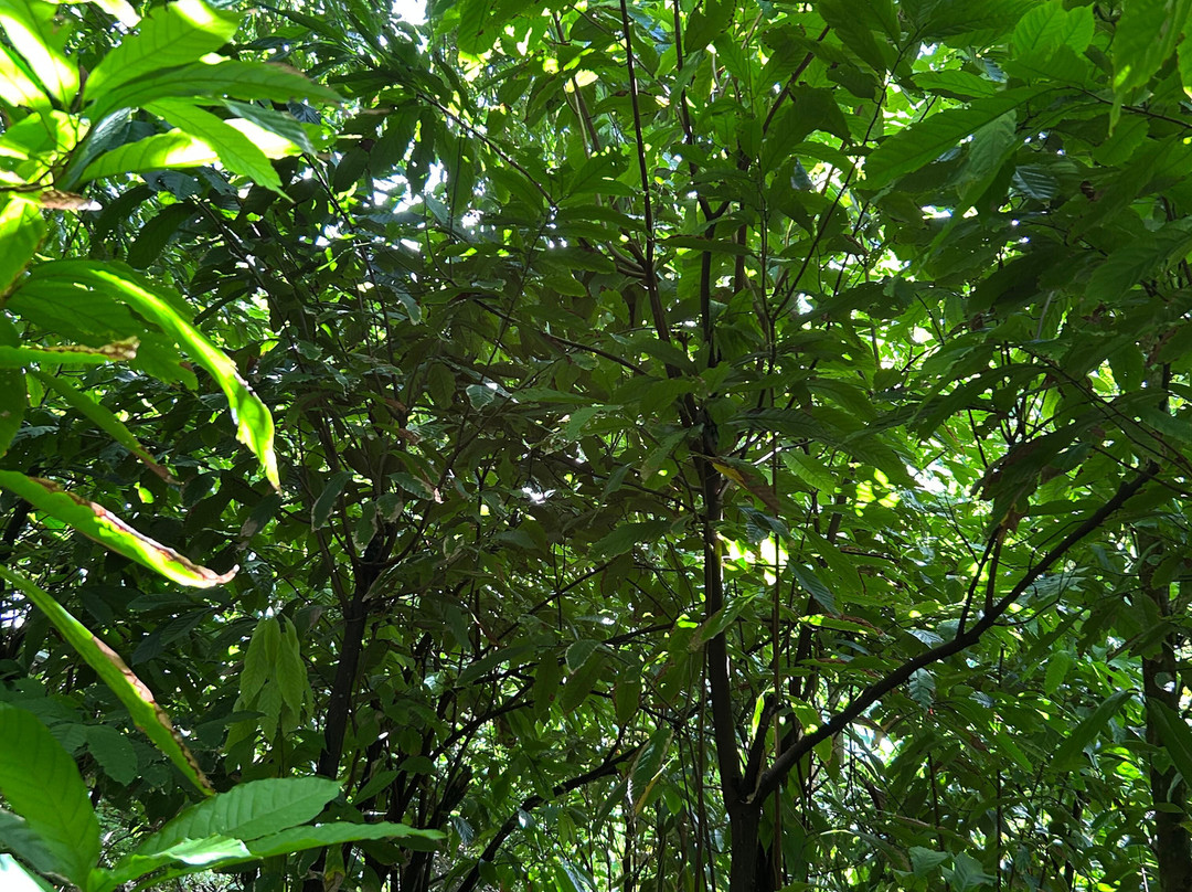 Martinicantravel - Viaggi In Martinica-Chiasso必去景点