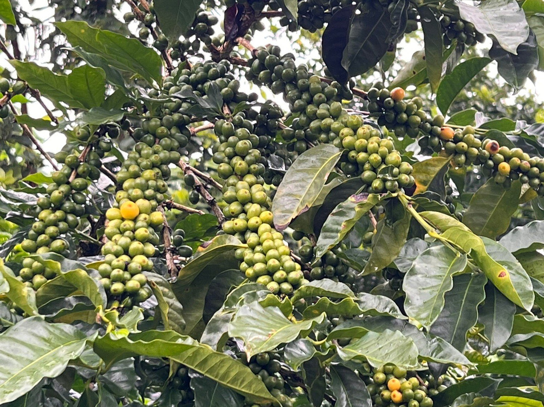 Boquete Coffee Tour-波魁特必去景点
