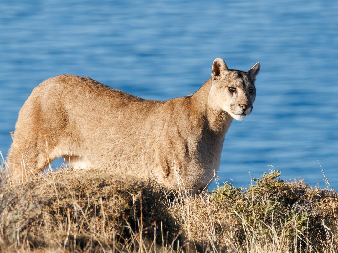 Neotropical Nature & Birding Trips-基多必去景点