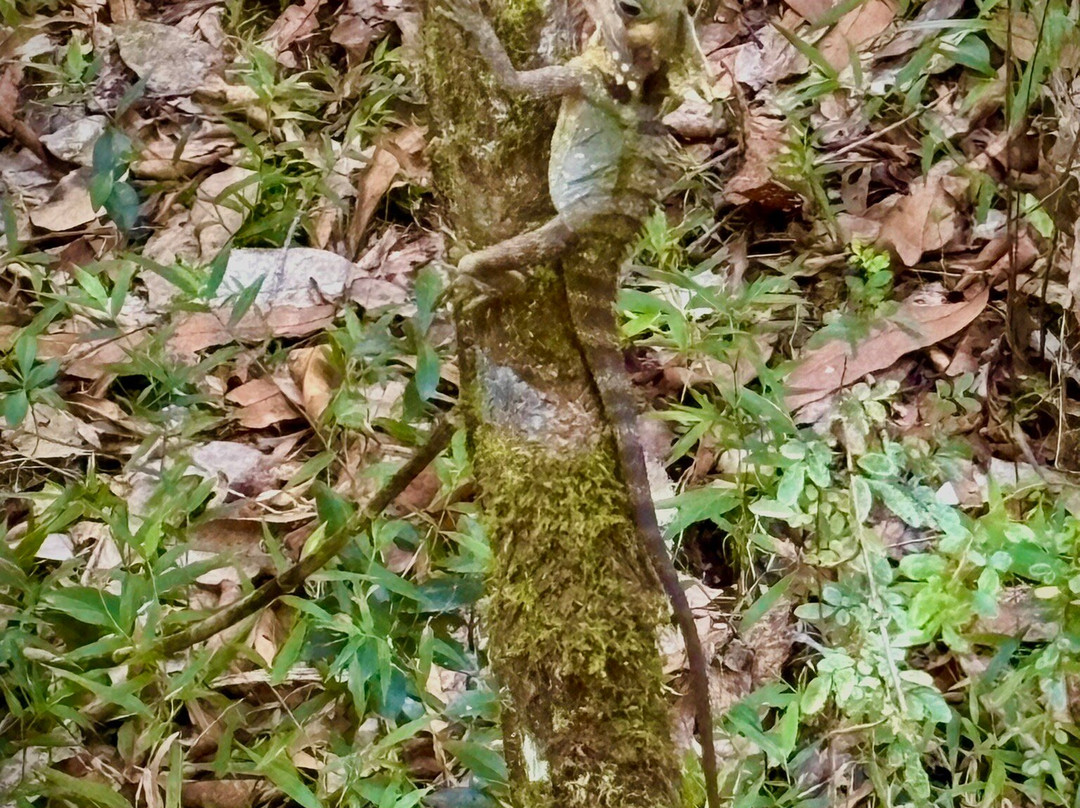 FNQ Nature Tours-凯恩斯必去景点