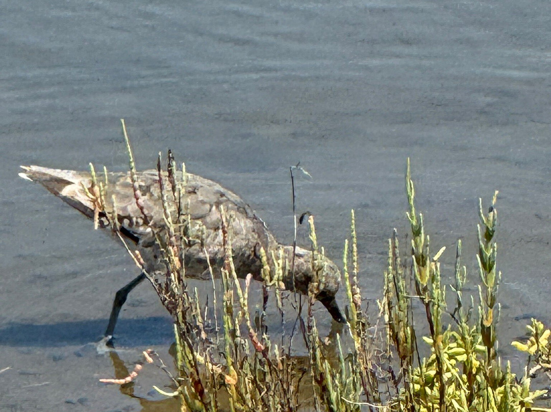 Bolsa Chica Ecological Reserve-亨廷顿海滩必去景点