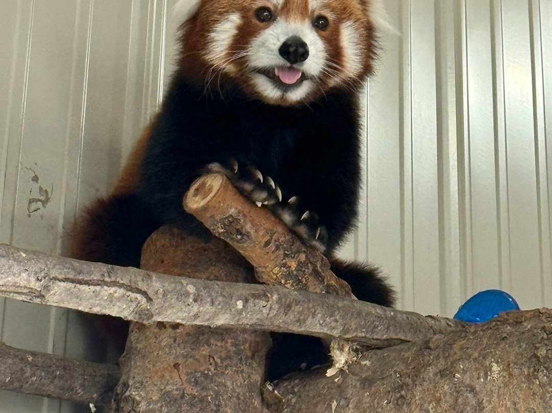 Timbavati Wildlife Park-威斯康星峡谷必去景点