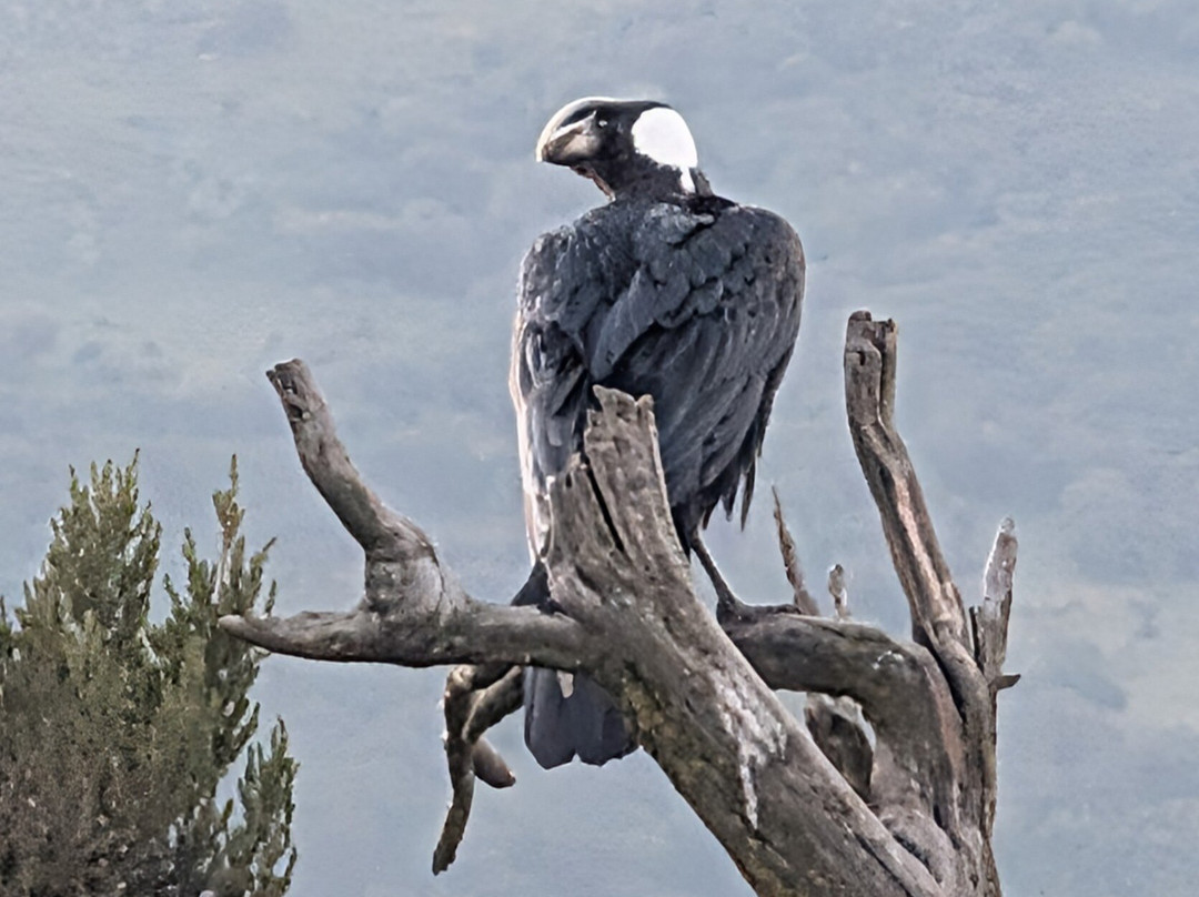 Simien Mountain Guides-Debark必去景点