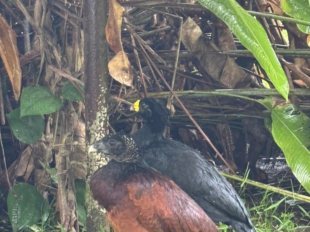 Corcovado Hiking Tours-希门尼斯港必去景点
