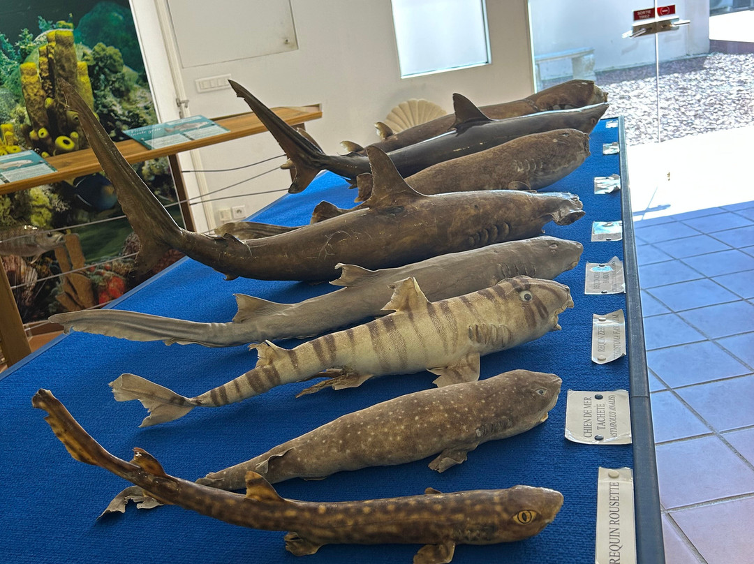 Le Musée de la Mer-Trois-Ilets必去景点