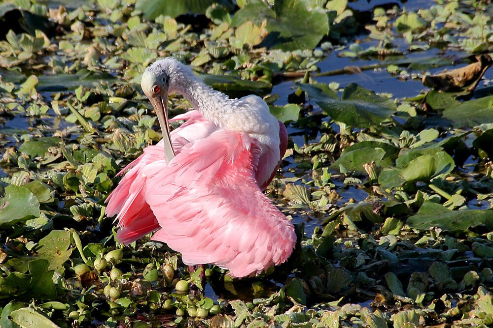 The Celery Fields-萨拉索塔必去景点