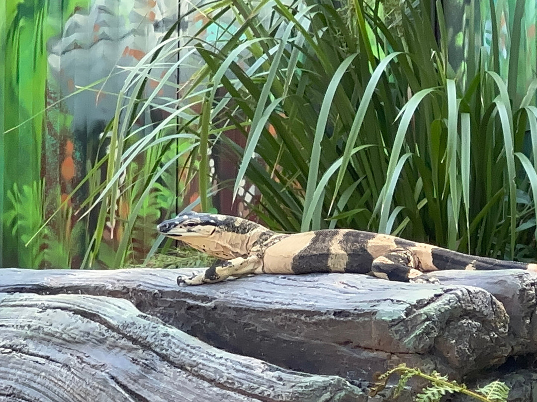 David Fleay Wildlife Park-West Burleigh必去景点