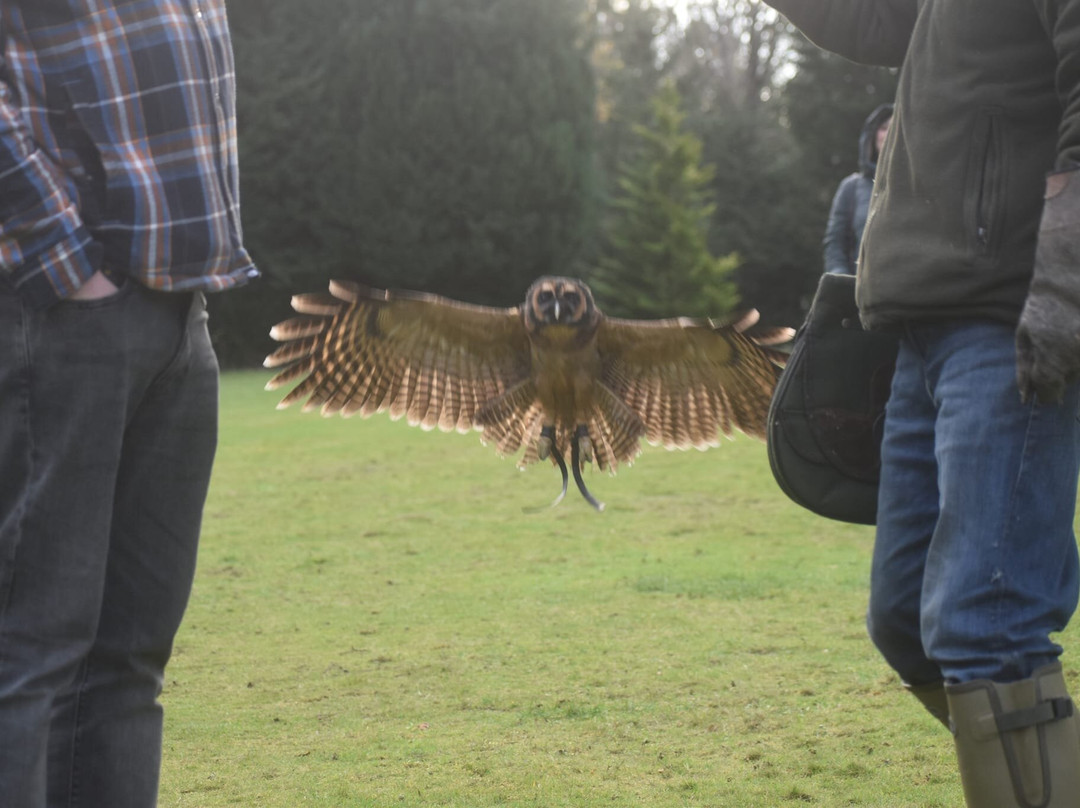 Dalhousie Castle Falconry-邦尼里格必去景点