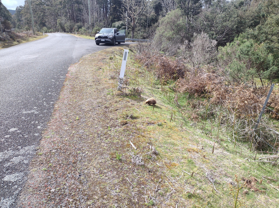 Leven Canyon-Ulverstone必去景点