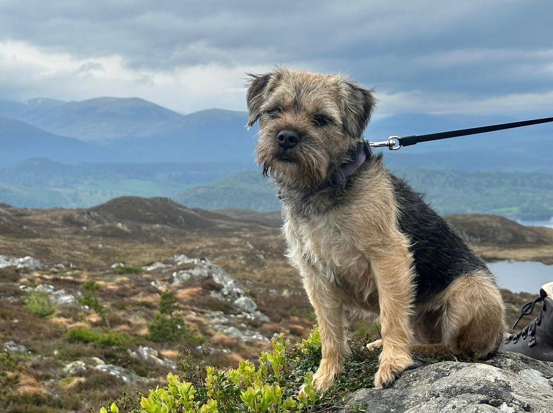 Craigellachie National Nature Reserve-阿维莫尔必去景点