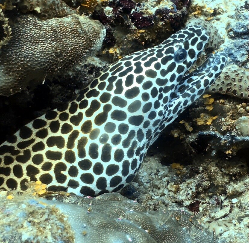 DivePoint Rannalhi-绚丽岛必去景点