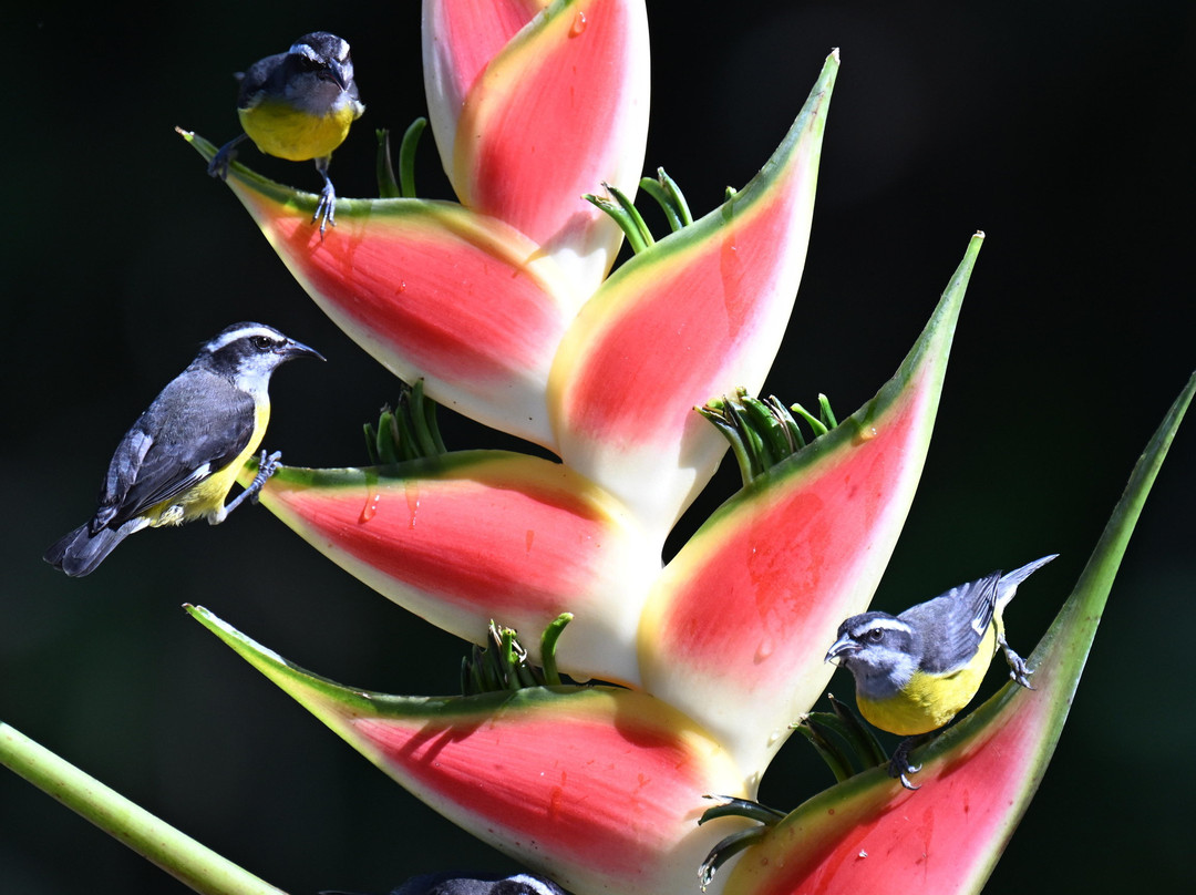 Geo Natura Tours-圣拉蒙必去景点