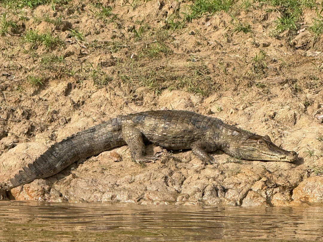 Amazon Green Tours-玛瑙斯必去景点