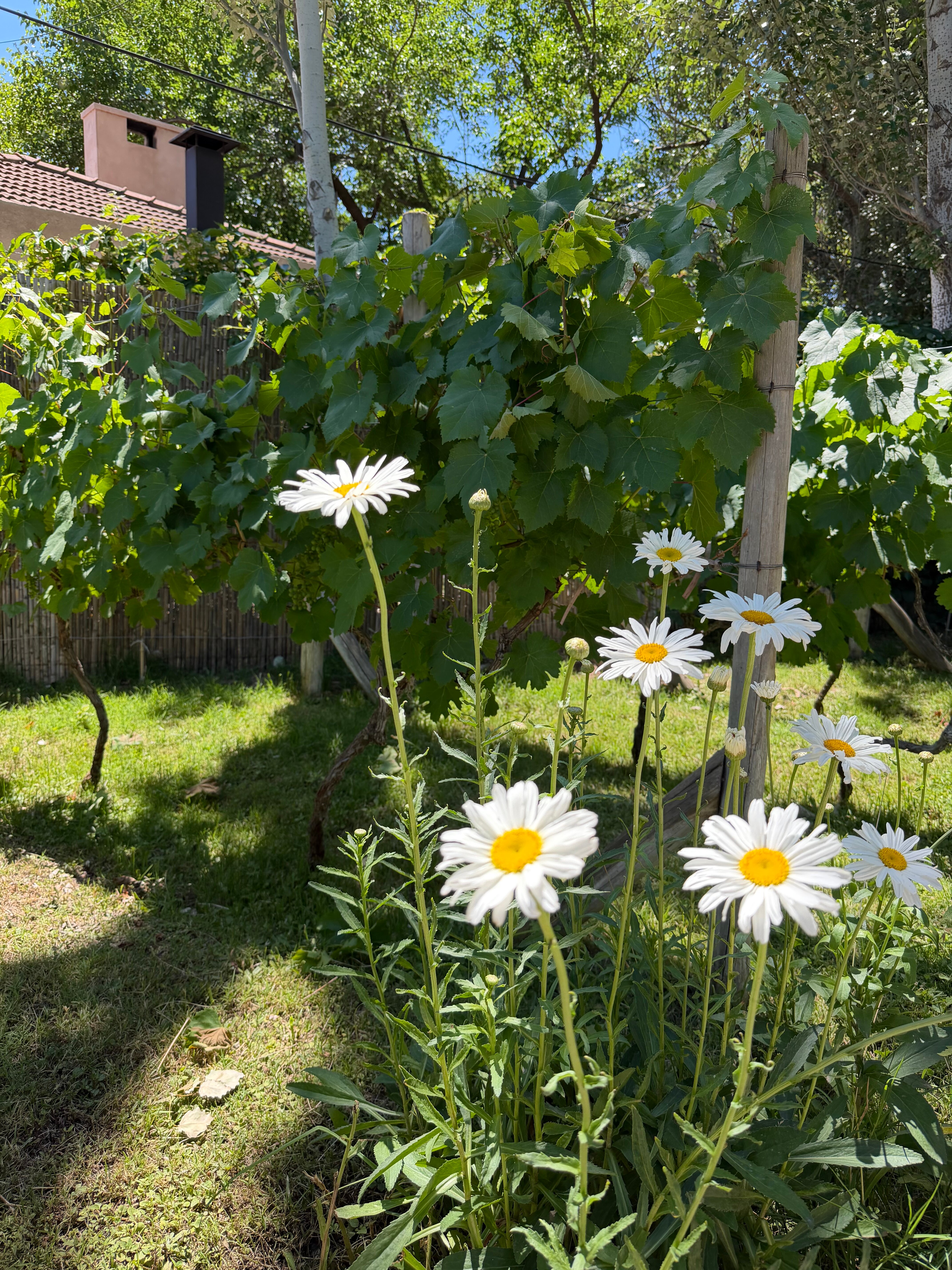 拉雷斯查克拉斯酒店-官方