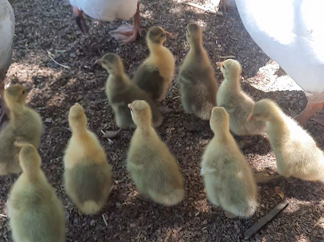 Granja Educativa De Lonquen-圣地亚哥必去景点