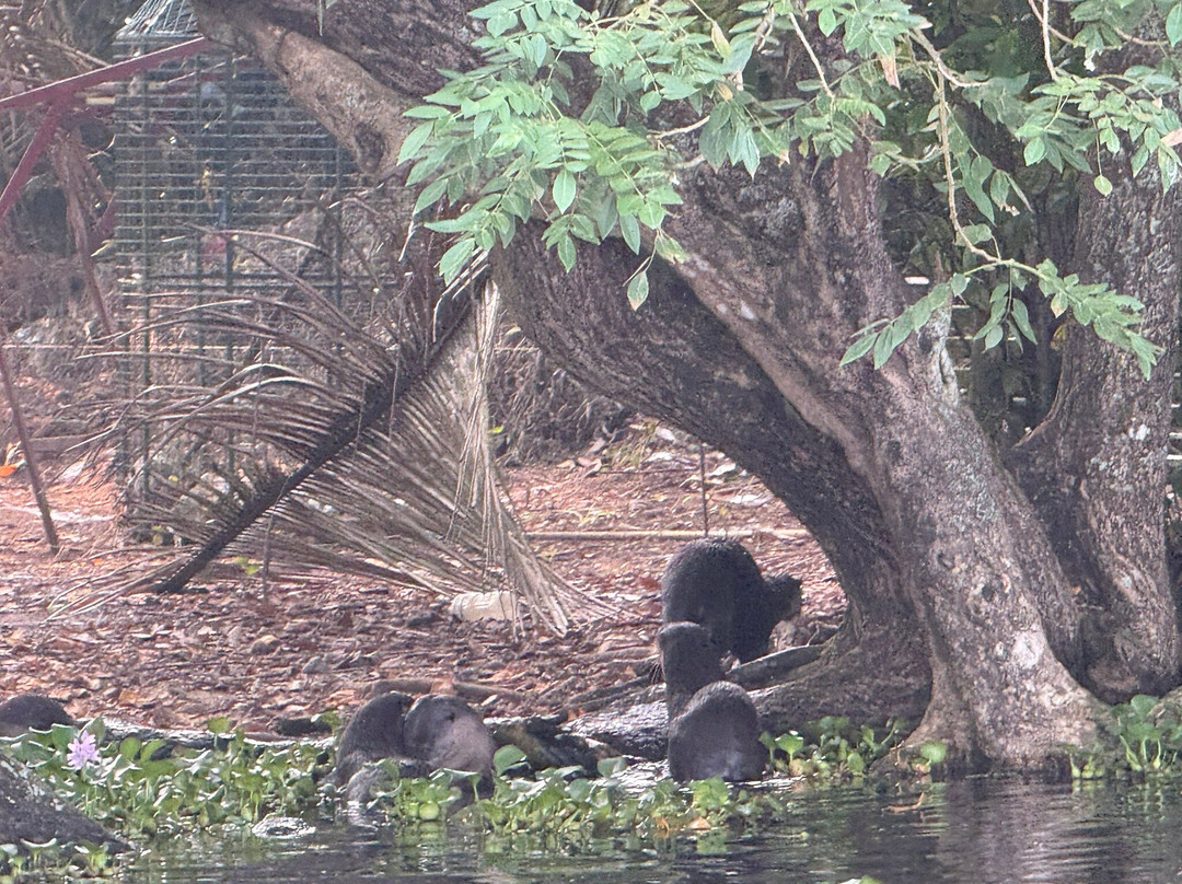 Kumarakom Bird Sanctuary-库玛拉孔必去景点