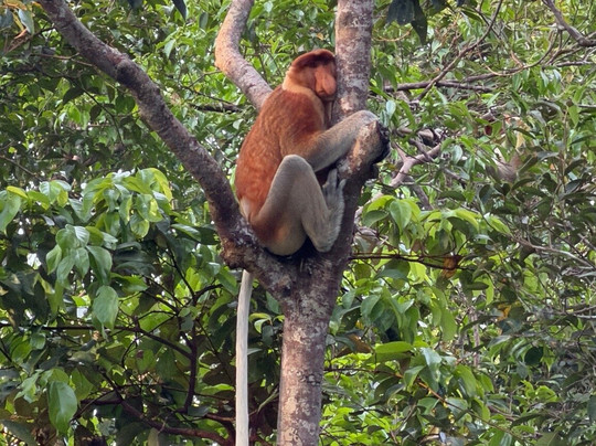 Orangutan Houseboat Tour-Kumai必去景点