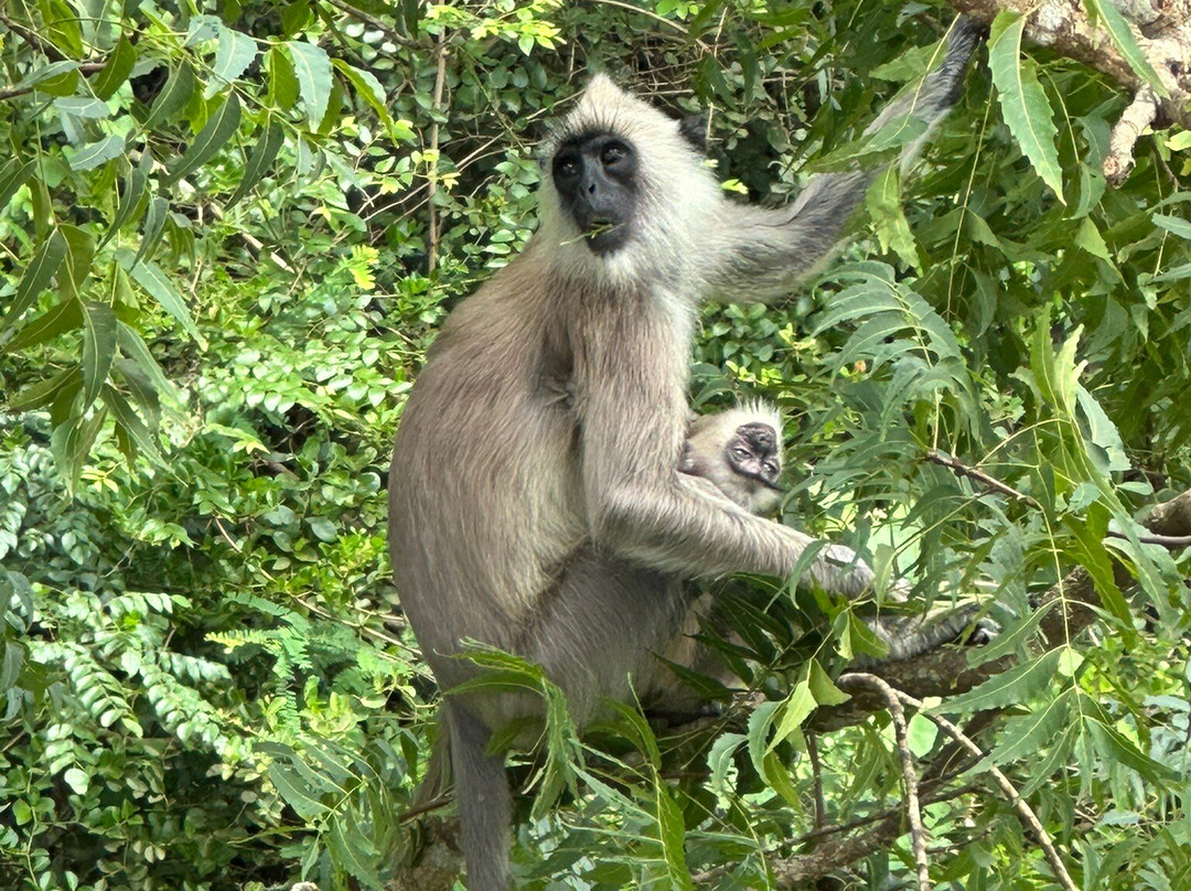 Wilpattu Safari Jeep-Wilpattu National Park必去景点